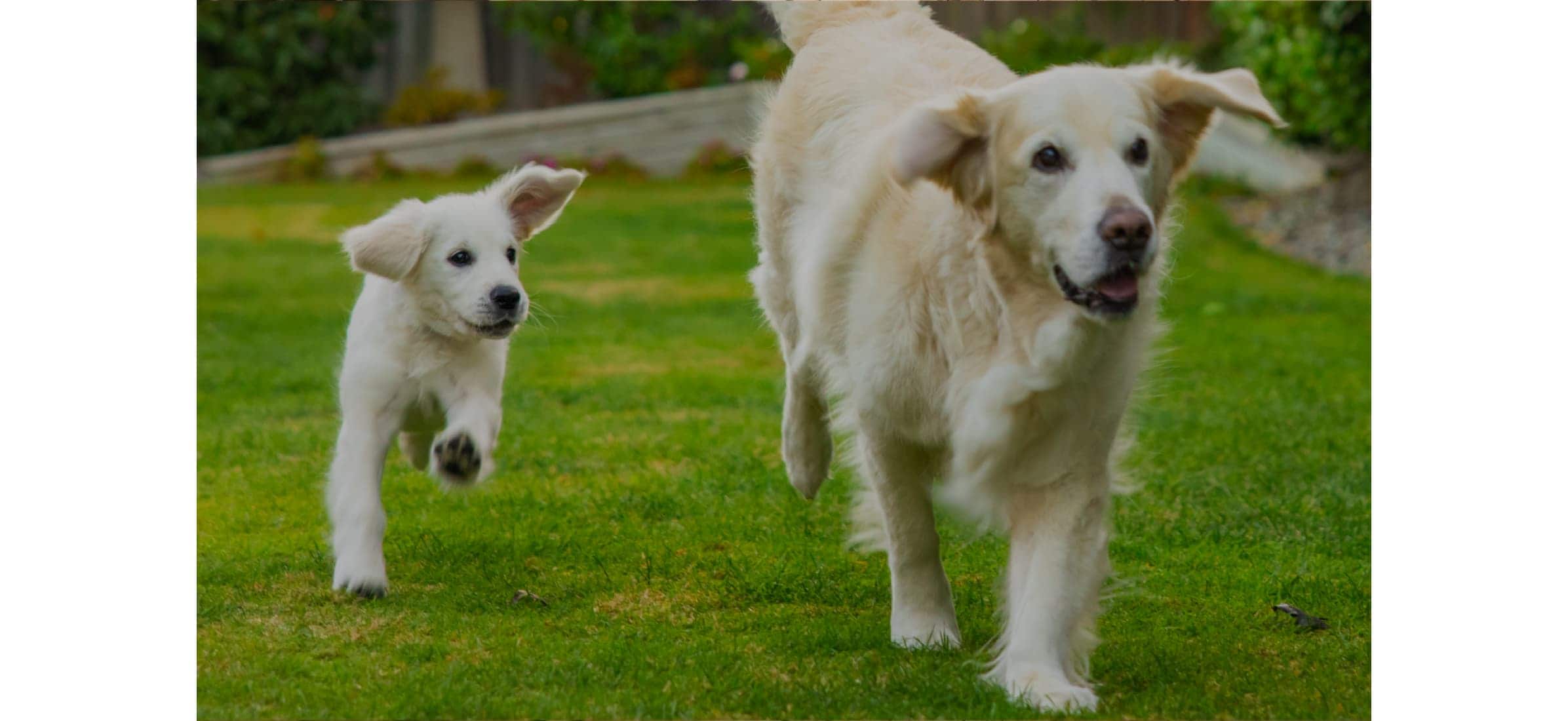 A golden retriever and its pup running across a green lawn.